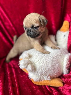 Les chiots de Carlin