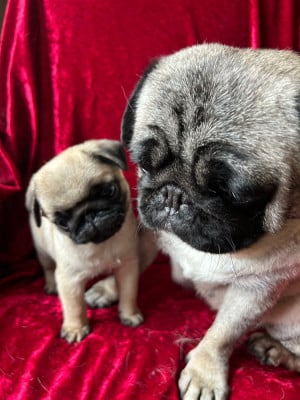 Les chiots de Carlin