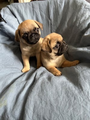 Les chiots de Carlin