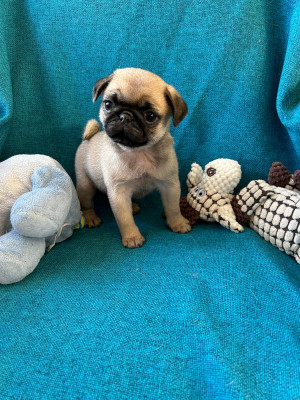 Les chiots de Carlin