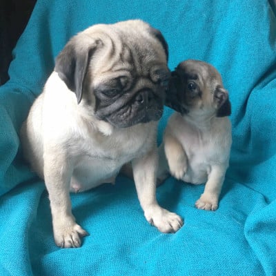 Les chiots de Carlin