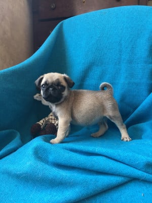 Les chiots de Carlin