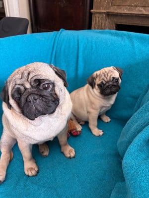 Les chiots de Carlin