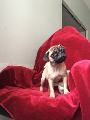 Les chiots de Carlin