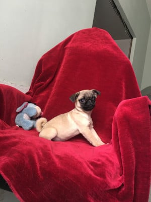 Les chiots de Carlin