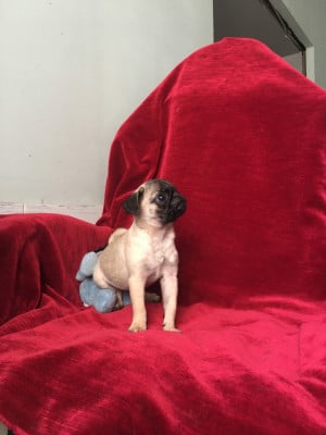 Les chiots de Carlin