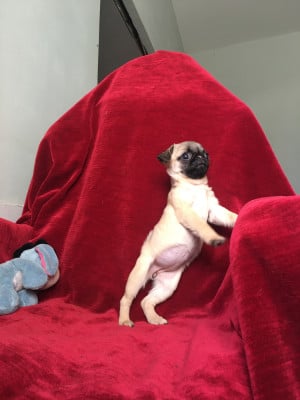 Les chiots de Carlin