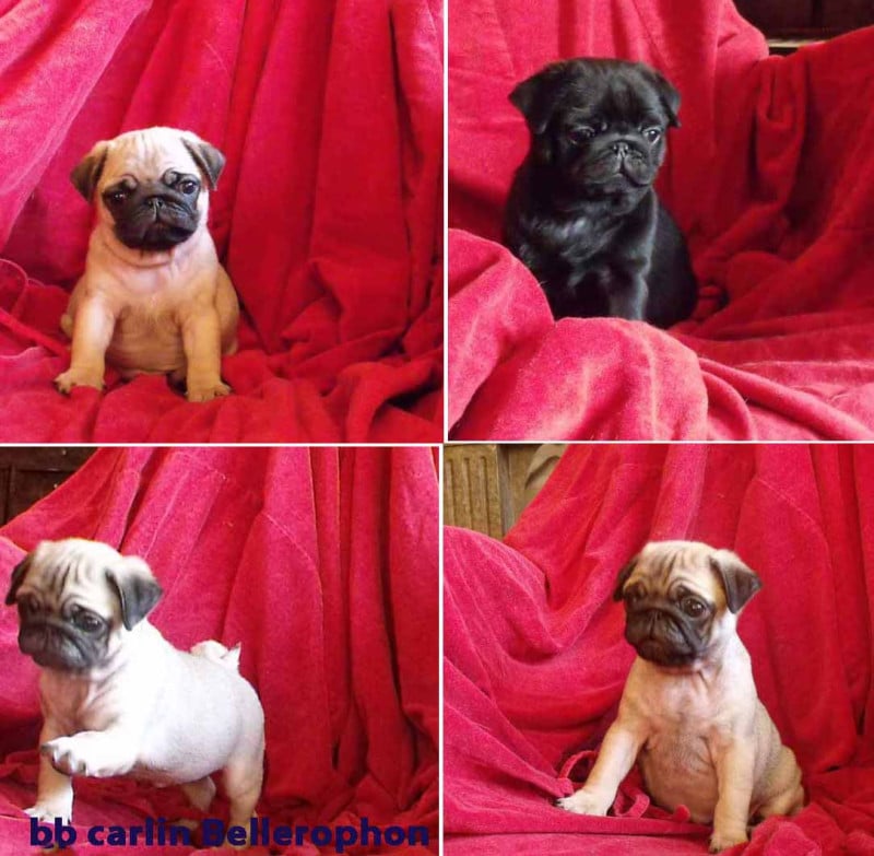 Carlin - bellerophon