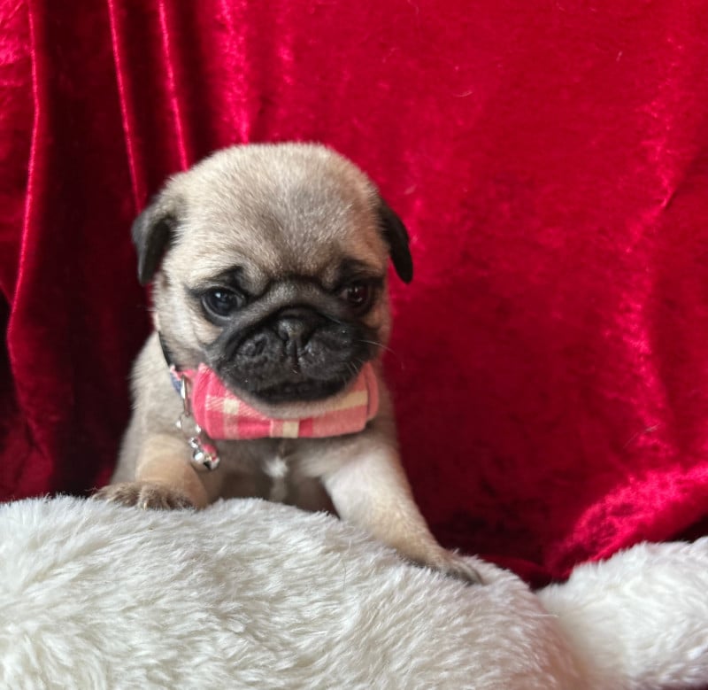 Carlin - bellerophon