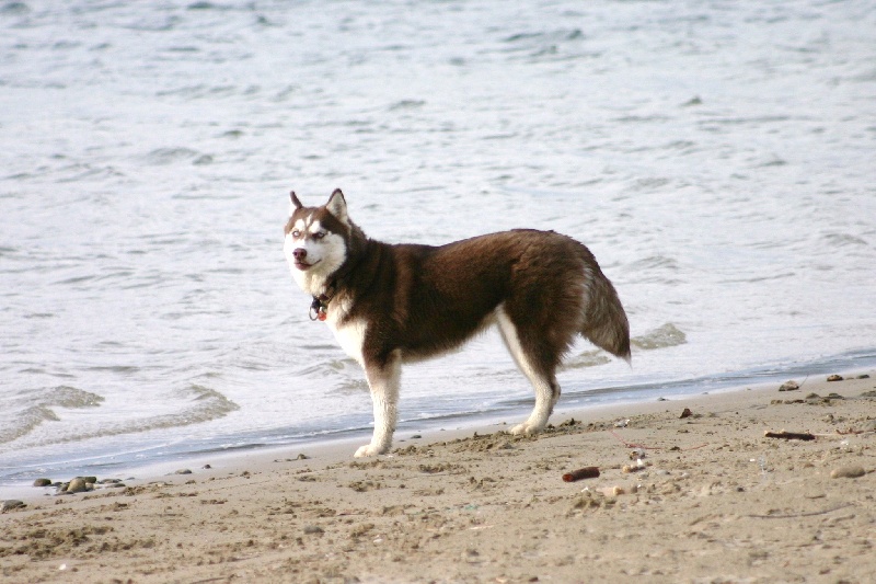 Publication : Of Dream Artic