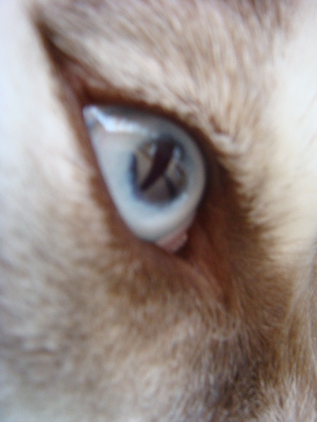 Publication : Of Dream Artic