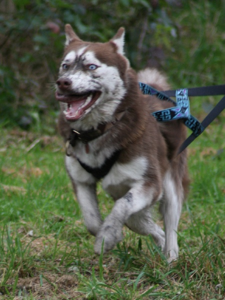 Publication : Of Dream Artic