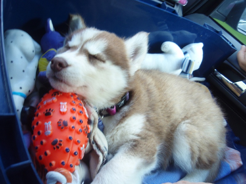 Publication : Of Dream Artic