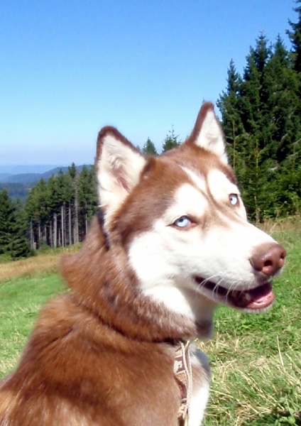 Publication : Of Dream Artic