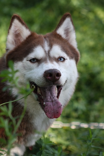 Publication : Of Dream Artic