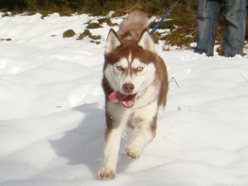 Publication : Of Dream Artic