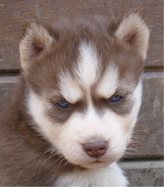 Publication : Of Dream Artic