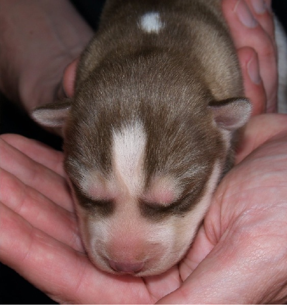 Publication : Of Dream Artic