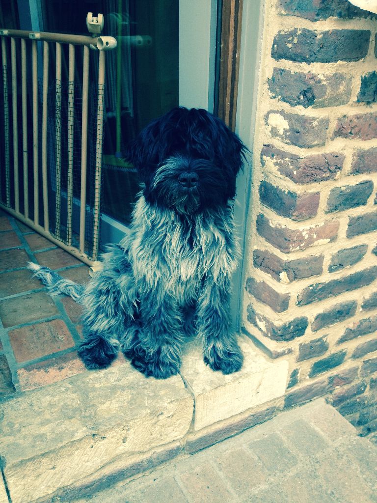 CH. Obi-wan De Nature Paisible