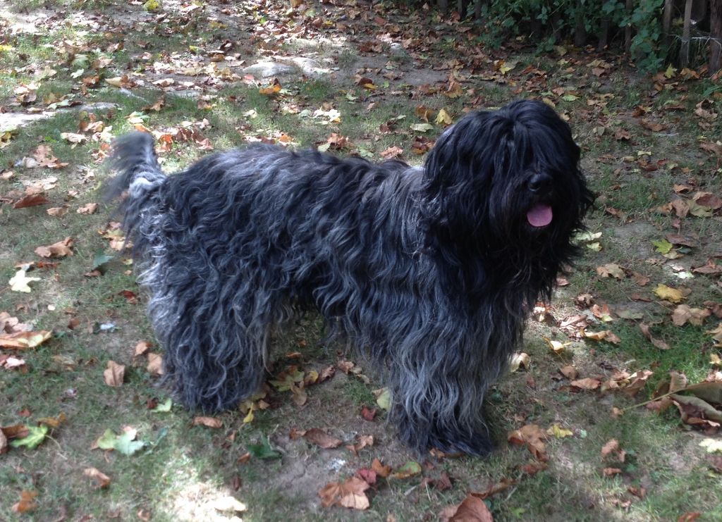 CH. Obi-wan De Nature Paisible