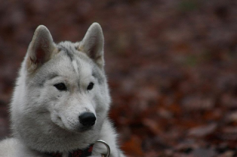 Publication : De La Taiga D'Alekel