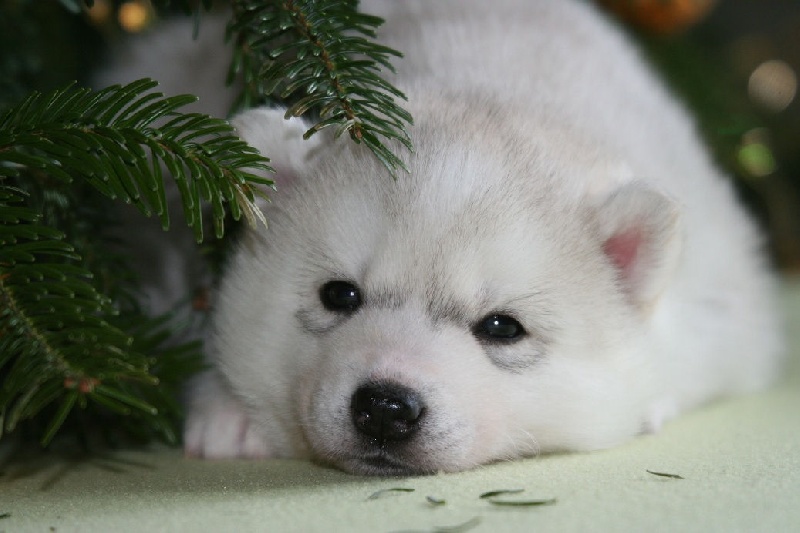 Publication : De La Taiga D'Alekel