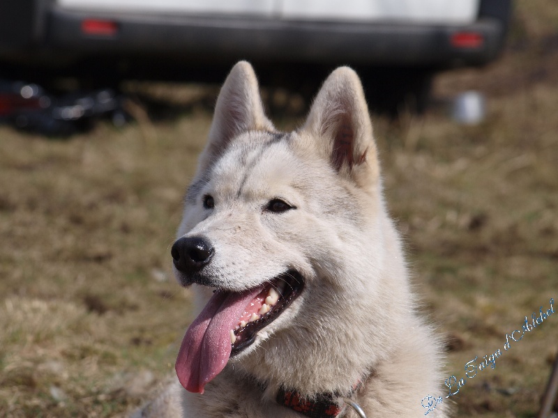 Publication : De La Taiga D'Alekel