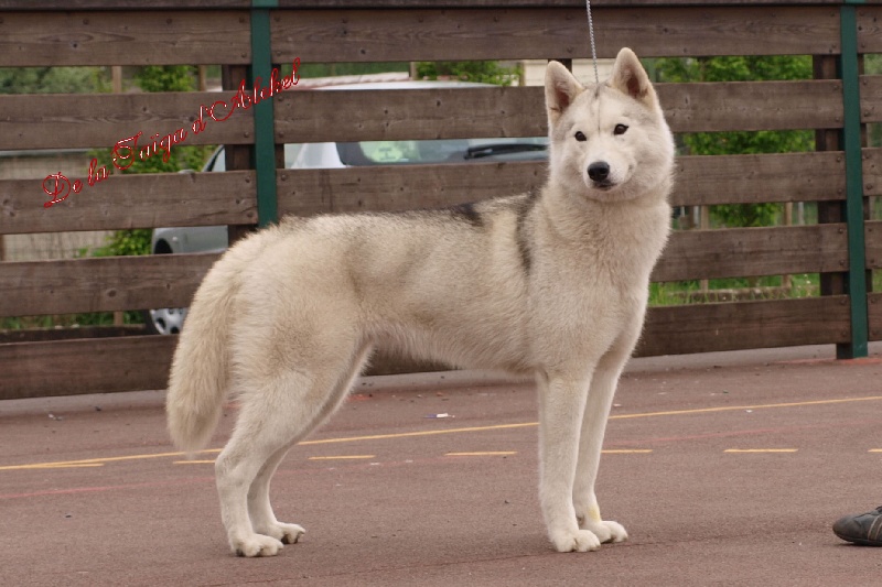 Publication : De La Taiga D'Alekel