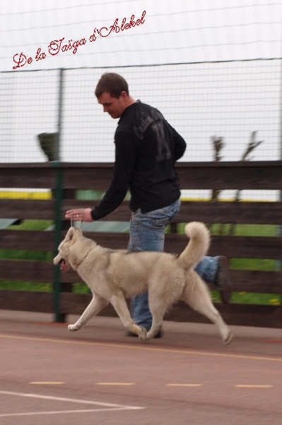 Publication : De La Taiga D'Alekel