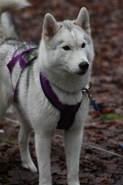 Publication : De La Taiga D'Alekel