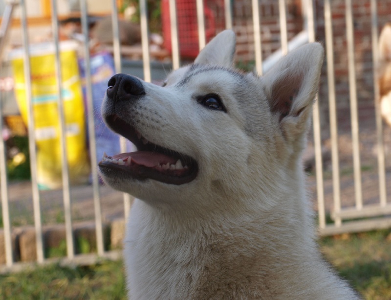 Publication : De La Taiga D'Alekel