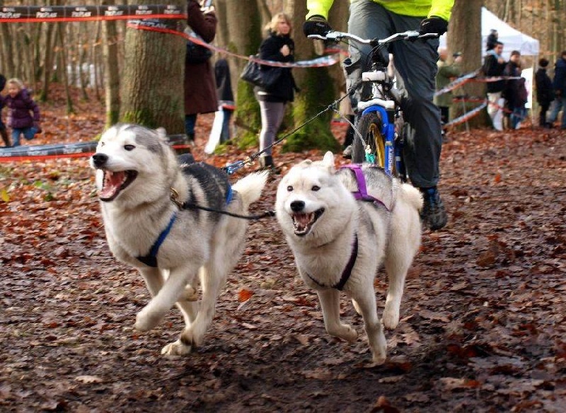 Publication : De La Taiga D'Alekel