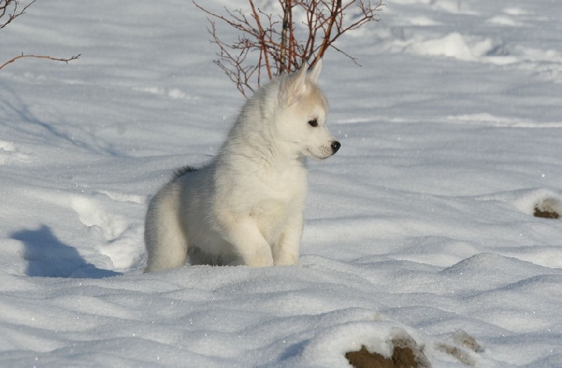 Publication : De La Taiga D'Alekel