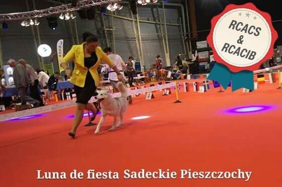 Luna de fiesta sadeckie pieszczochy - RCACS & RCACIB