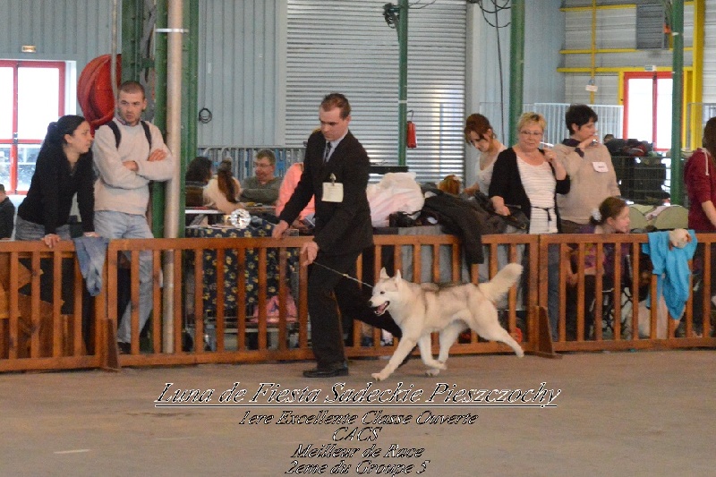 Luna de fiesta sadeckie pieszczochy - CACS / MEILLEUR DE RACE