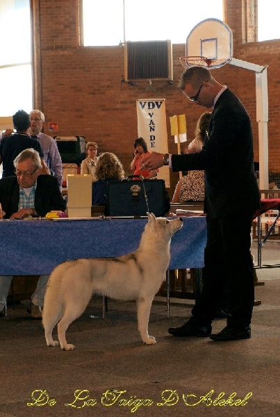 Luna de fiesta sadeckie pieszczochy - CACS / MEILLEUR DE RACE