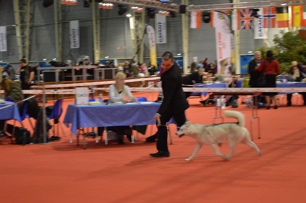 Luna de fiesta sadeckie pieszczochy - 3ème Excellent