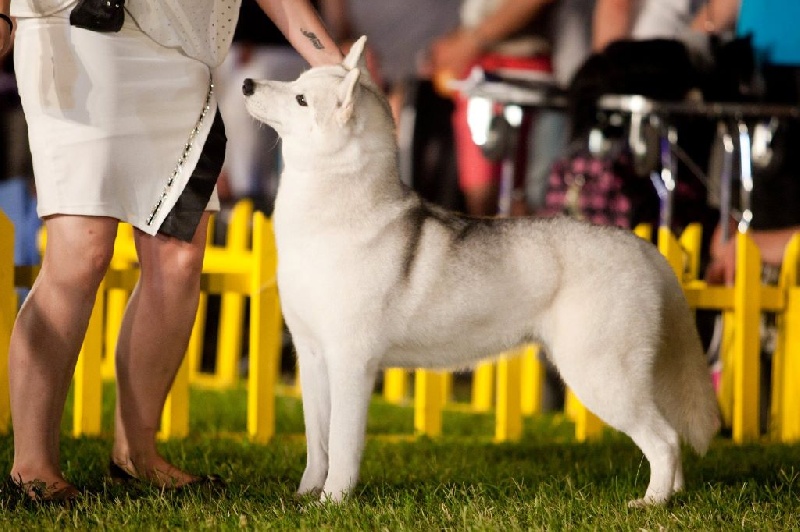 Luna de fiesta sadeckie pieszczochy - RCAC