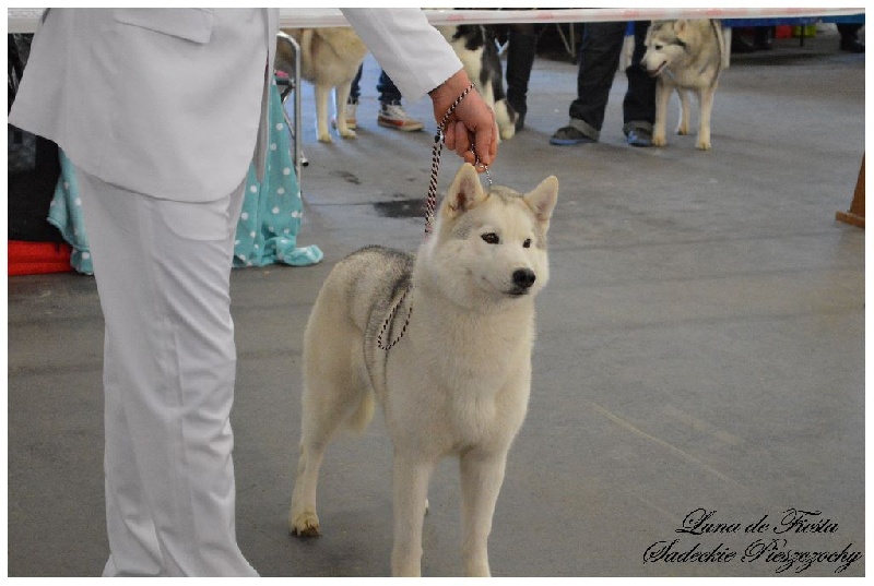 Luna de fiesta sadeckie pieszczochy - CACS / Meilleur de sexe opposé