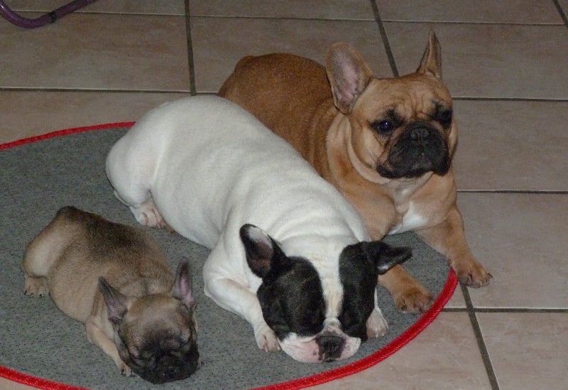 Hortanse victorine des Ulyskanes du Fleury