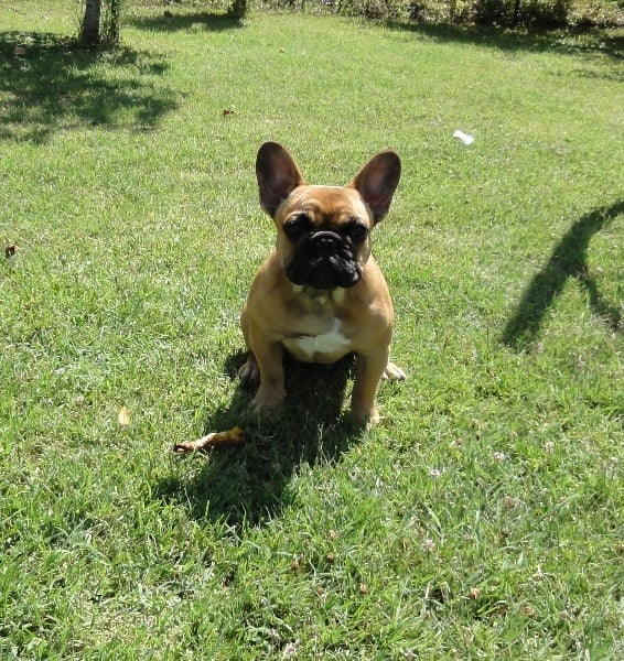 Hortanse victorine des Ulyskanes du Fleury