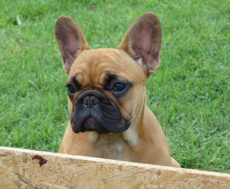 Hortanse victorine des Ulyskanes du Fleury