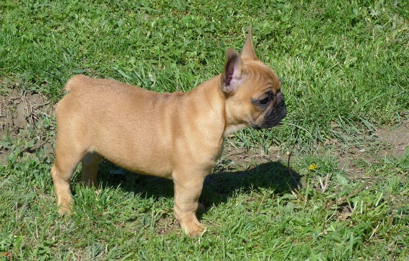 Hortanse victorine des Ulyskanes du Fleury