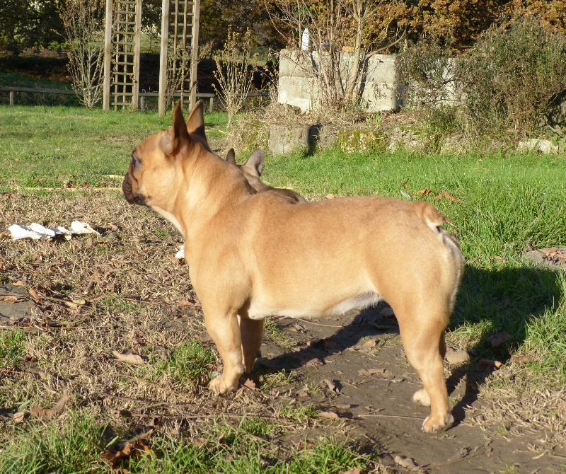 Hortanse victorine des Ulyskanes du Fleury