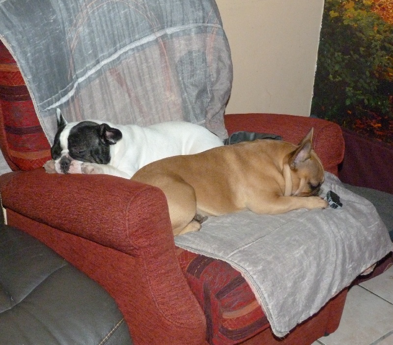 Hortanse victorine des Ulyskanes du Fleury