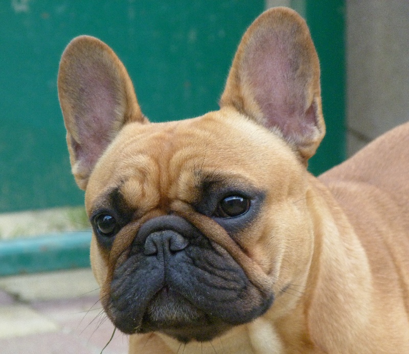 Hortanse victorine des Ulyskanes du Fleury