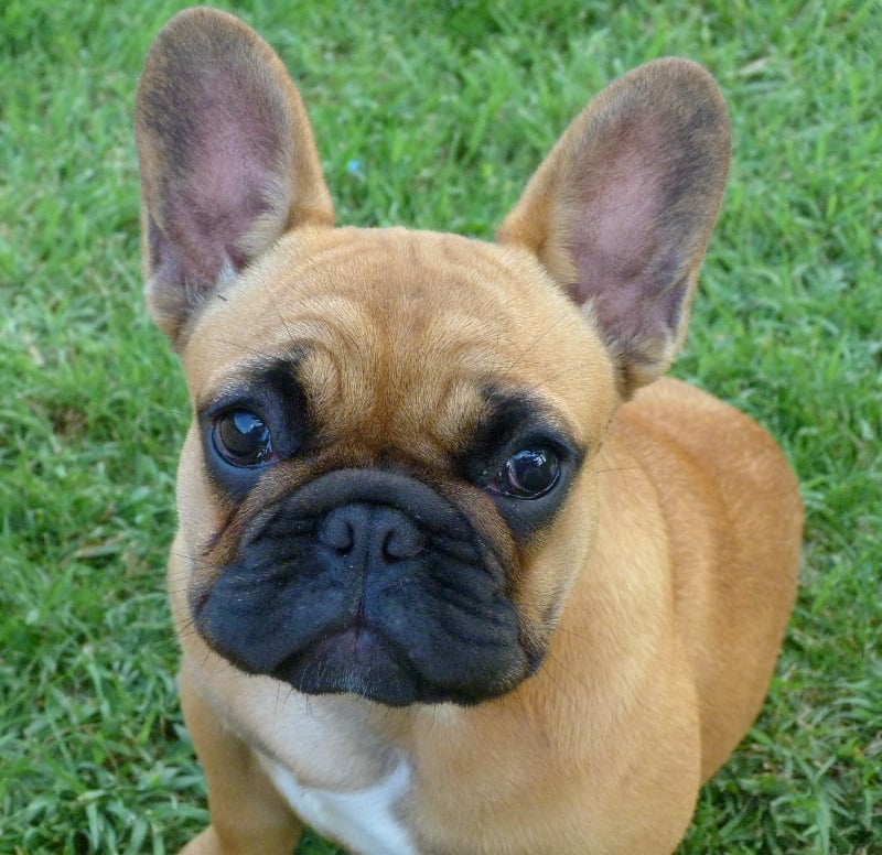 Hortanse victorine des Ulyskanes du Fleury