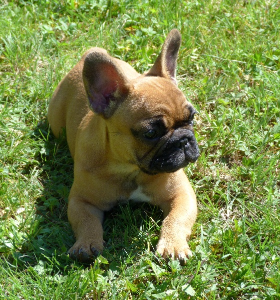 Hortanse victorine des Ulyskanes du Fleury