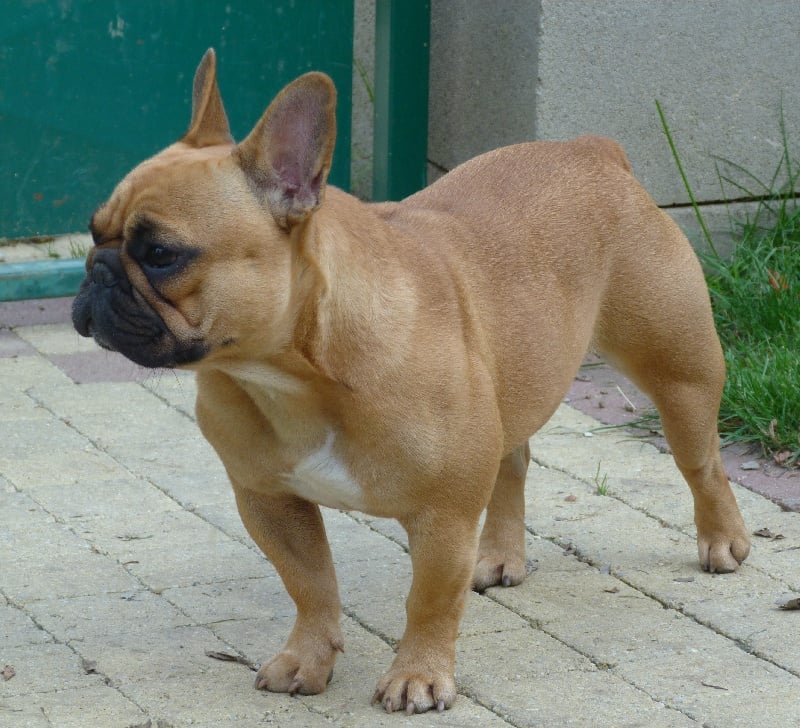 Hortanse victorine des Ulyskanes du Fleury