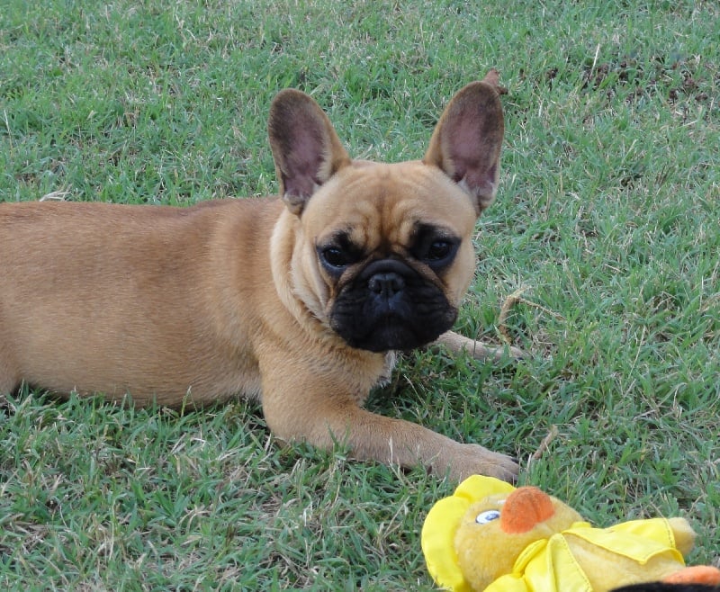 Hortanse victorine des Ulyskanes du Fleury